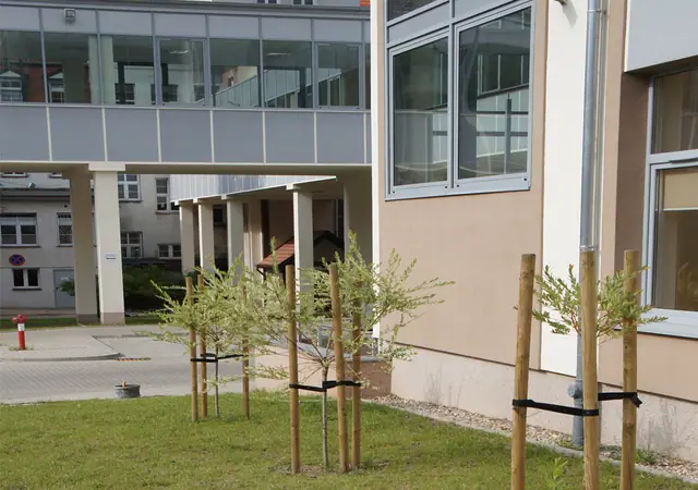 Młode drzewka na palikach posadzone na trawniku przy elewacji Szpitala Wojewódzkiego w Koszalinie
